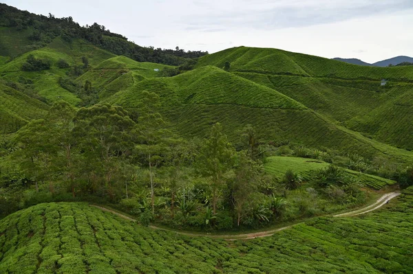 Čajová Plantáž Cameron Highlands Malajsie — Stock fotografie