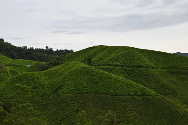 马来西亚人高地茶园 — 图库照片