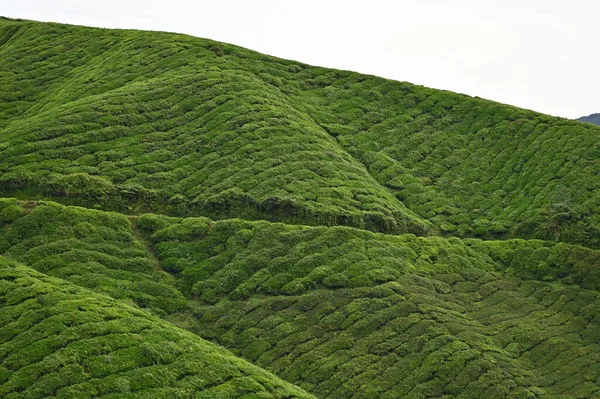 Plantação Chá Cameron Highlands Malásia — Fotografia de Stock