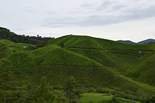 Cameron Highlands Malezya Daki Çay Çiftliği — Stok fotoğraf