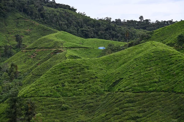 Teeplantage Hochland Von Kamerun Malaysia — Stockfoto