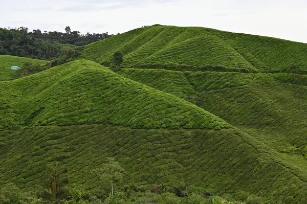 Чайная Плантация Кэмероне Малайзия — стоковое фото