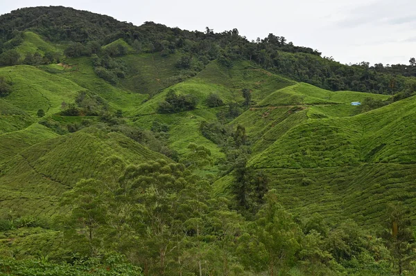 マレーシアのキャメロンハイランドにある茶畑で — ストック写真