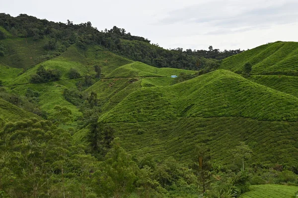 Cameron Highlands Malezya Daki Çay Çiftliği — Stok fotoğraf