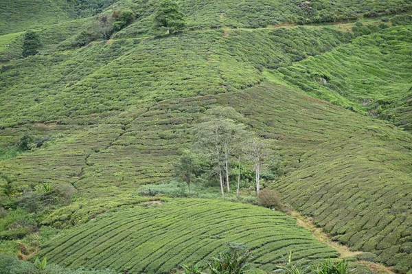 Teaültetvény Cameron Highlands Malajziában — Stock Fotó