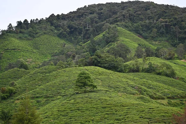 Čajová Plantáž Cameron Highlands Malajsie — Stock fotografie