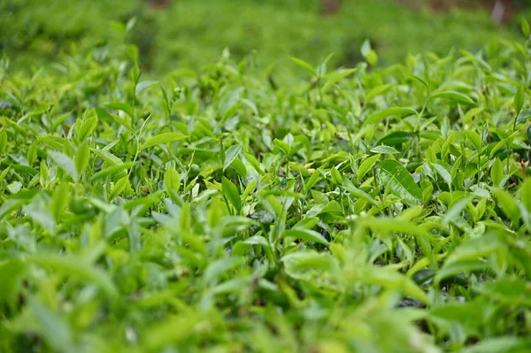 Plantation Thé Dans Les Hauts Plateaux Caméron Malaisie — Photo