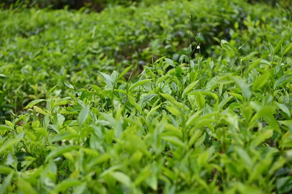 Чайна Плантація Високогір Камерун Малайзія — стокове фото