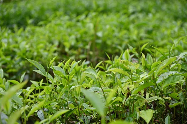 Cameron Highlands, Malezya 'daki çay çiftliği.