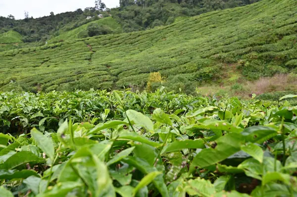 Teaültetvény Cameron Highlands Malajziában — Stock Fotó