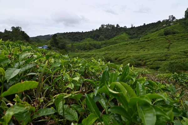 Plantacja Herbaty Górach Cameron Malezja — Zdjęcie stockowe