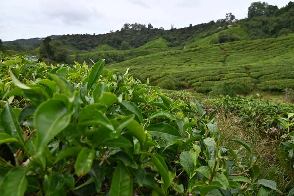 Teaültetvény Cameron Highlands Malajziában — Stock Fotó