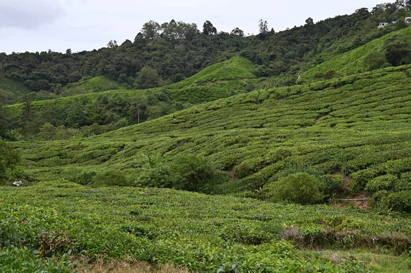 Teeplantage Hochland Von Kamerun Malaysia — Stockfoto