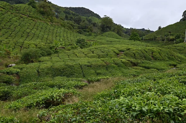 Чайна Плантація Високогір Камерун Малайзія — стокове фото