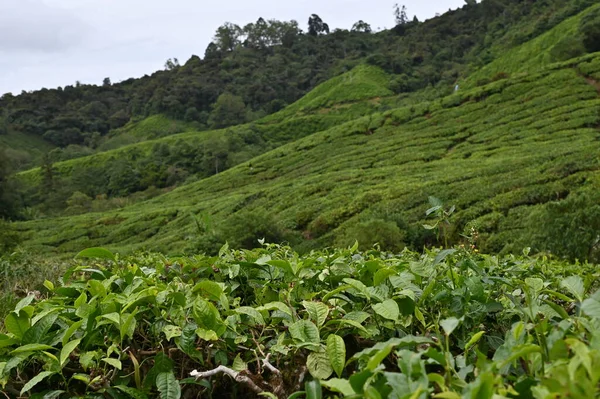 Plantación Las Tierras Altas Cameron Malasia — Foto de Stock