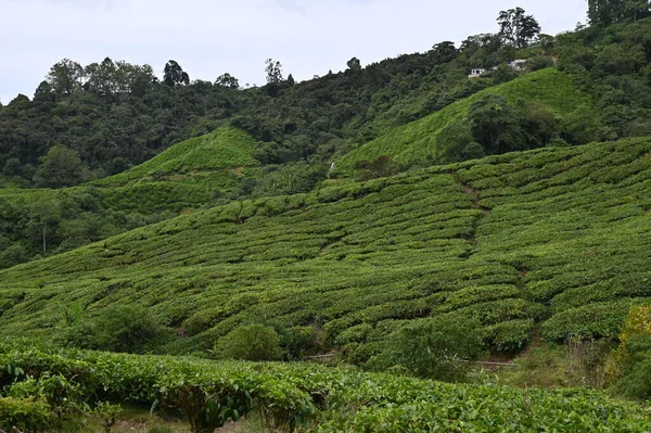 Čajová Plantáž Cameron Highlands Malajsie — Stock fotografie