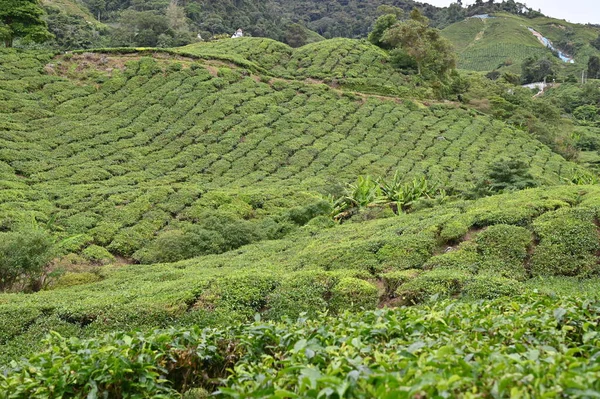 Teaültetvény Cameron Highlands Malajziában — Stock Fotó