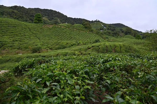 Cameron Highlands Malezya Daki Çay Çiftliği — Stok fotoğraf