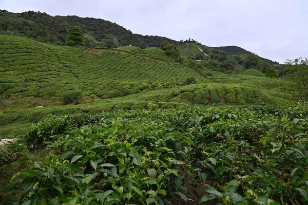 Teeplantage Hochland Von Kamerun Malaysia — Stockfoto