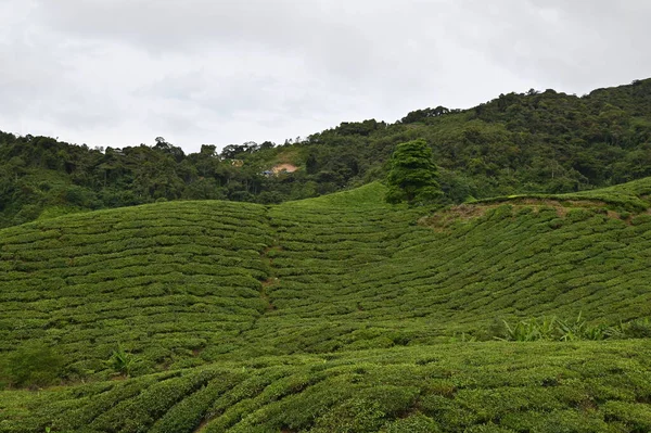 Čajová Plantáž Cameron Highlands Malajsie — Stock fotografie