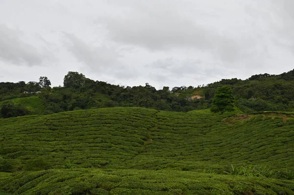 Teeplantage Hochland Von Kamerun Malaysia — Stockfoto