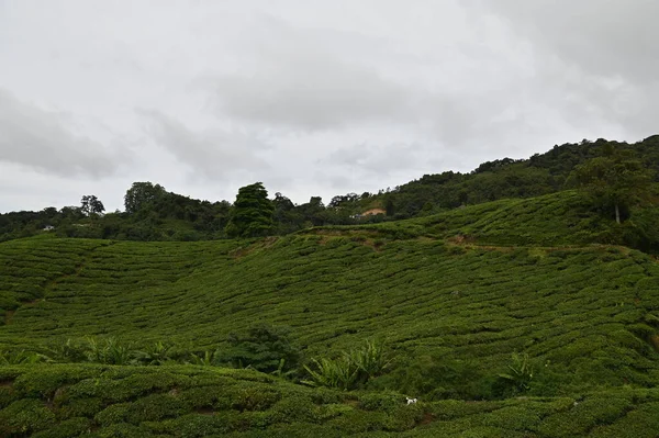 Plantação Chá Cameron Highlands Malásia — Fotografia de Stock