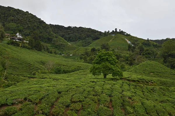 Plantation Thé Dans Les Hauts Plateaux Caméron Malaisie — Photo