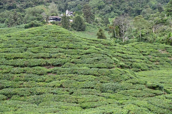 Teaültetvény Cameron Highlands Malajziában — Stock Fotó