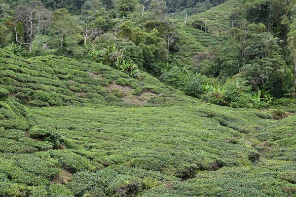 Cameron Highlands, Malezya 'daki çay çiftliği.