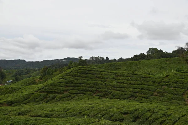 Čajová Plantáž Cameron Highlands Malajsie — Stock fotografie