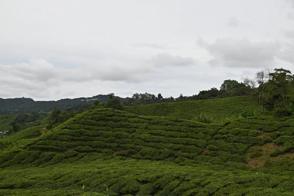 Plantation Thé Dans Les Hauts Plateaux Caméron Malaisie — Photo