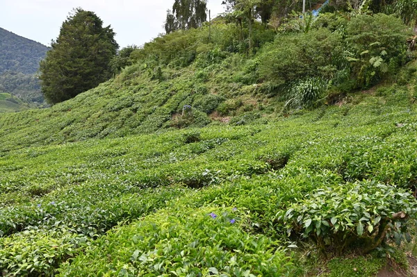 Theeplantage Cameron Hooglanden Malaysia — Stockfoto