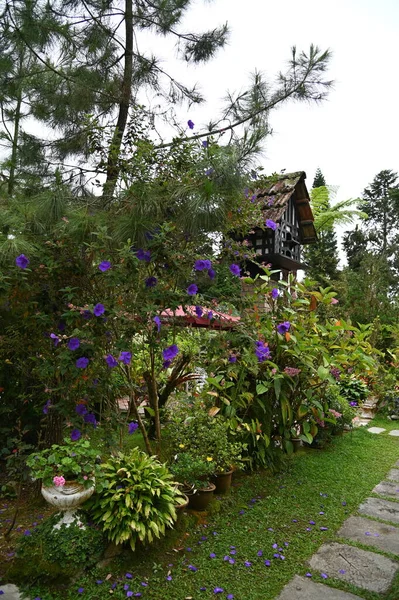 Ένα Παλιό Αγγλικό Καπνιστήριο Στο Cameron Highlands Μαλαισία — Φωτογραφία Αρχείου