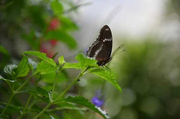 Starý Anglický Udírna Cameron Highlands Malajsie — Stock fotografie