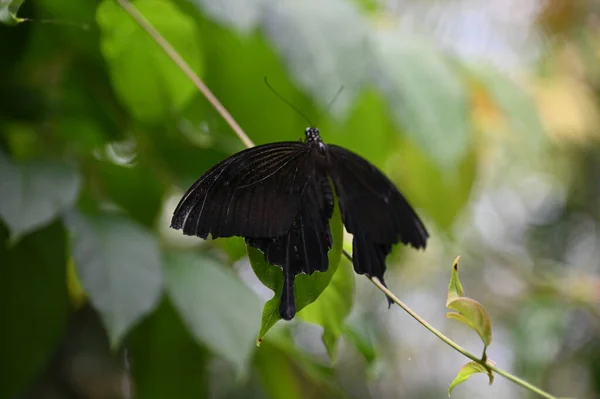 Ένα Παλιό Αγγλικό Καπνιστήριο Στο Cameron Highlands Μαλαισία — Φωτογραφία Αρχείου