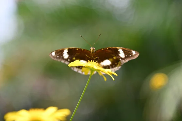 Ένα Παλιό Αγγλικό Καπνιστήριο Στο Cameron Highlands Μαλαισία — Φωτογραφία Αρχείου