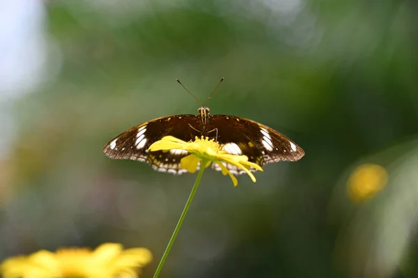 Uma Antiga Casa Fumaça Inglesa Cameron Highlands Malásia — Fotografia de Stock