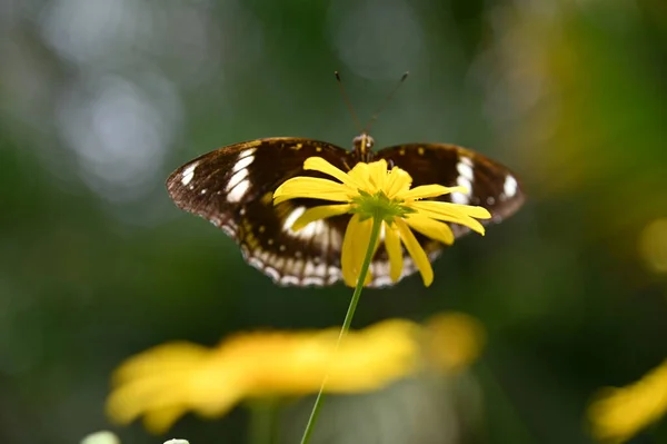 Ένα Παλιό Αγγλικό Καπνιστήριο Στο Cameron Highlands Μαλαισία — Φωτογραφία Αρχείου