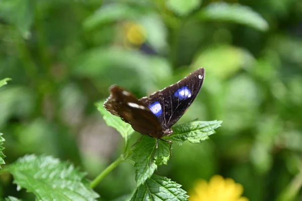 Ένα Παλιό Αγγλικό Καπνιστήριο Στο Cameron Highlands Μαλαισία — Φωτογραφία Αρχείου