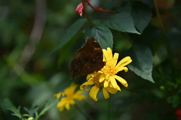 Uma Antiga Casa Fumaça Inglesa Cameron Highlands Malásia — Fotografia de Stock