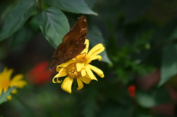 Ένα Παλιό Αγγλικό Καπνιστήριο Στο Cameron Highlands Μαλαισία — Φωτογραφία Αρχείου