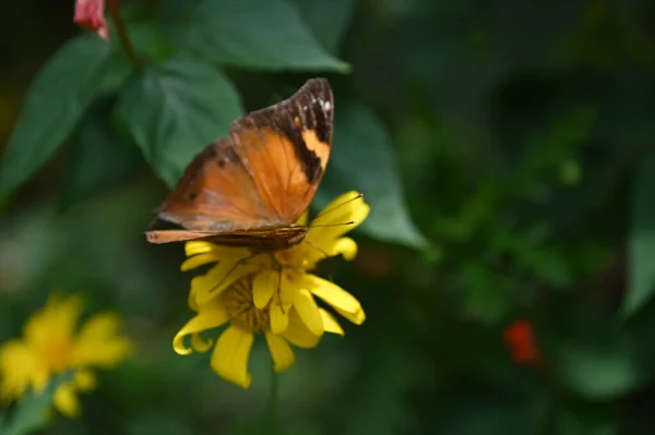 Une Vieille Fumoir Anglaise Cameron Highlands Malaisie — Photo