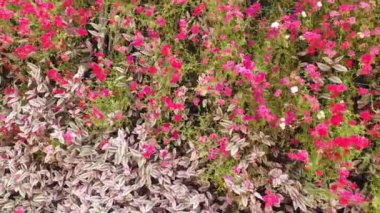 Cameron Highlands Malezya 'sının Güzel Çiçek ve Çimen Yatakları