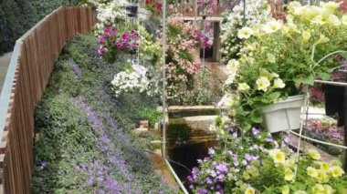 Cameron Highlands Malezya 'sının Güzel Çiçek ve Çimen Yatakları