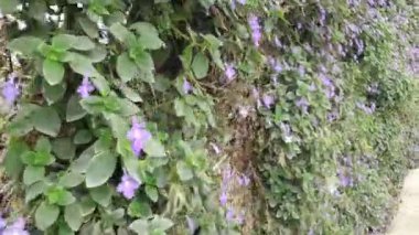 Cameron Highlands Malezya 'sının Güzel Çiçek ve Çimen Yatakları