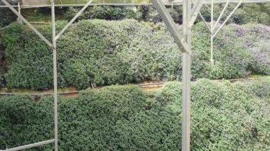 Cameron Highlands Malezya 'sının Güzel Çiçek ve Çimen Yatakları