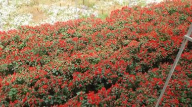 Cameron Highlands Malezya 'sının Güzel Çiçek ve Çimen Yatakları