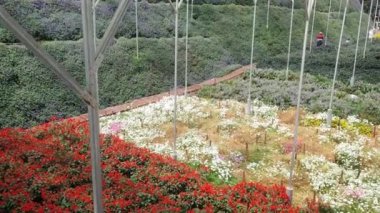 Cameron Highlands Malezya 'sının Güzel Çiçek ve Çimen Yatakları