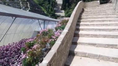 Cameron Highlands Malezya 'sının Güzel Çiçek ve Çimen Yatakları