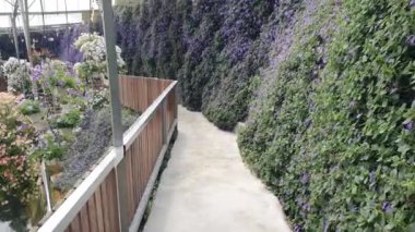 Cameron Highlands Malezya 'sının Güzel Çiçek ve Çimen Yatakları